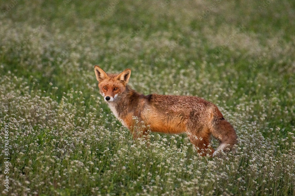Naklejka premium Fox in the grass