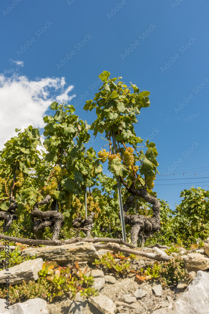 Weinregion Wallis, Schweiz, Wallis, Uvrier