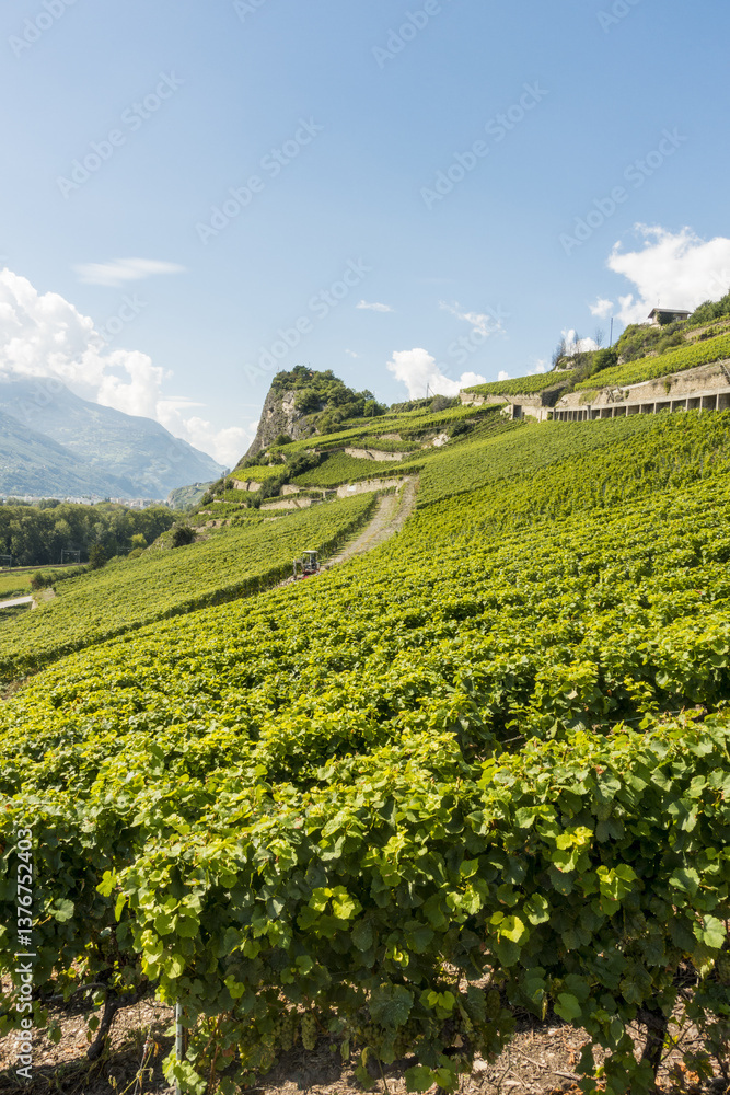 Weinregion Wallis, Schweiz, Wallis, Uvrier