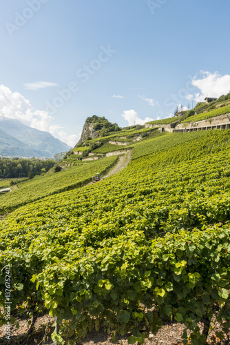 Weinregion Wallis, Schweiz, Wallis, Uvrier