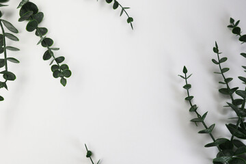 White background with eucalyptus and a space for writing
