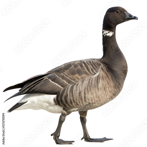 brent goose png, transparent background