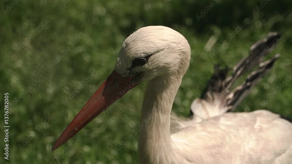 close-up shot of a stork looking around for food, long and sharp red beak in cracks, blinking, white long feathers close-up shot of a stork looking around for food, long and sharp red beak in cracks, blinking, white long feathers