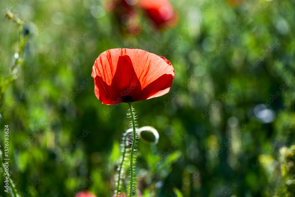 Klatschmohn (Papaver rhoeas), Blumenwiese im Frühling, Neusiedl
