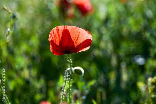 Klatschmohn (Papaver rhoeas), Blumenwiese im Frühling, Neusiedl