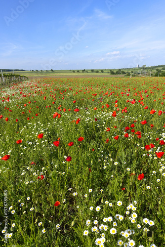 Obraz na płótnie Klatschmohn (Papaver rhoeas), Blumenwiese im Frühling, Neusiedl w salonie
