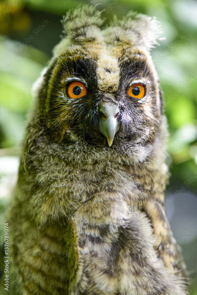 Waldohreule (Asio otus), juvenil, Österreich, NIederösterreich