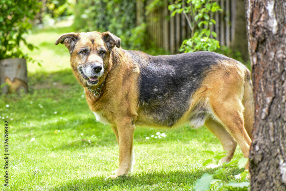 Jagdhund, Mischling, alt, Österreich, NIederösterreich, Südli