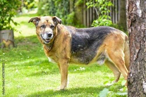 Obraz na płótnie Jagdhund, Mischling, alt, Österreich, NIederösterreich, Südli w salonie