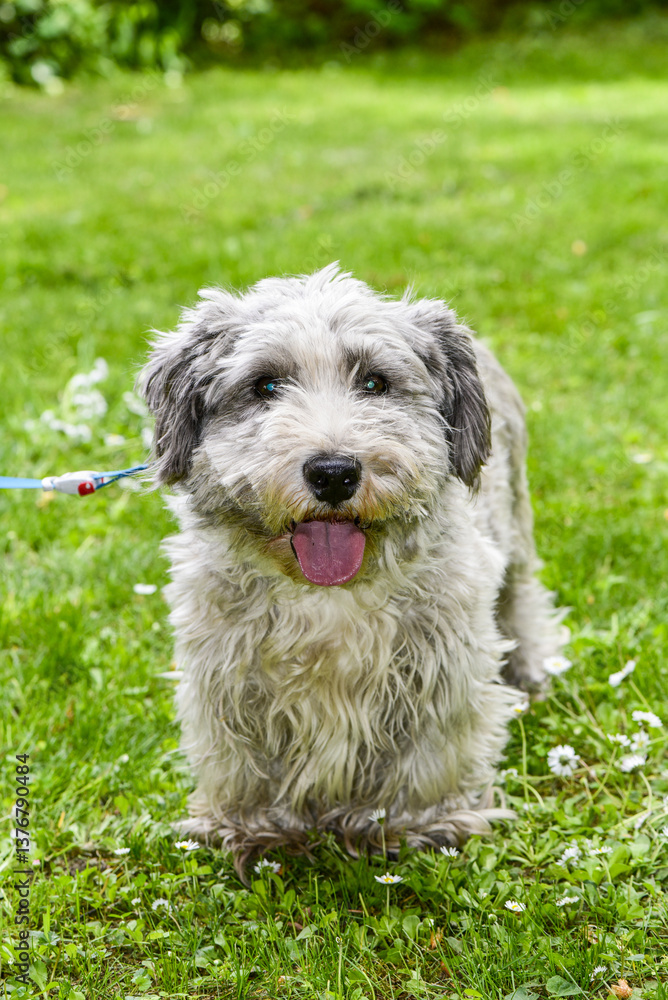 Terrier, Hund, Österreich, NIederösterreich, Südliches NÖ, E