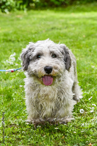 Obraz na płótnie Terrier, Hund, Österreich, NIederösterreich, Südliches NÖ, E w salonie