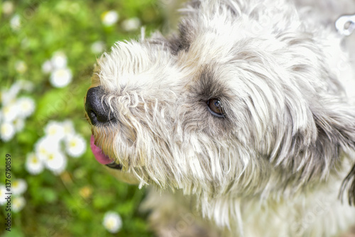 Terrier, Hund, Österreich, NIederösterreich, Südliches NÖ, E