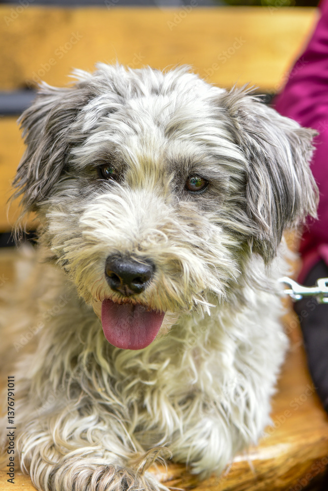 Terrier, Hund, Österreich, NIederösterreich, Südliches NÖ, E