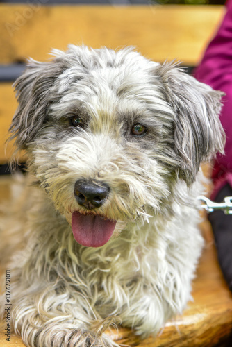 Obraz na płótnie Terrier, Hund, Österreich, NIederösterreich, Südliches NÖ, E w salonie