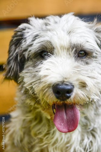 Obraz na płótnie Terrier, Hund, Österreich, NIederösterreich, Südliches NÖ, E w salonie