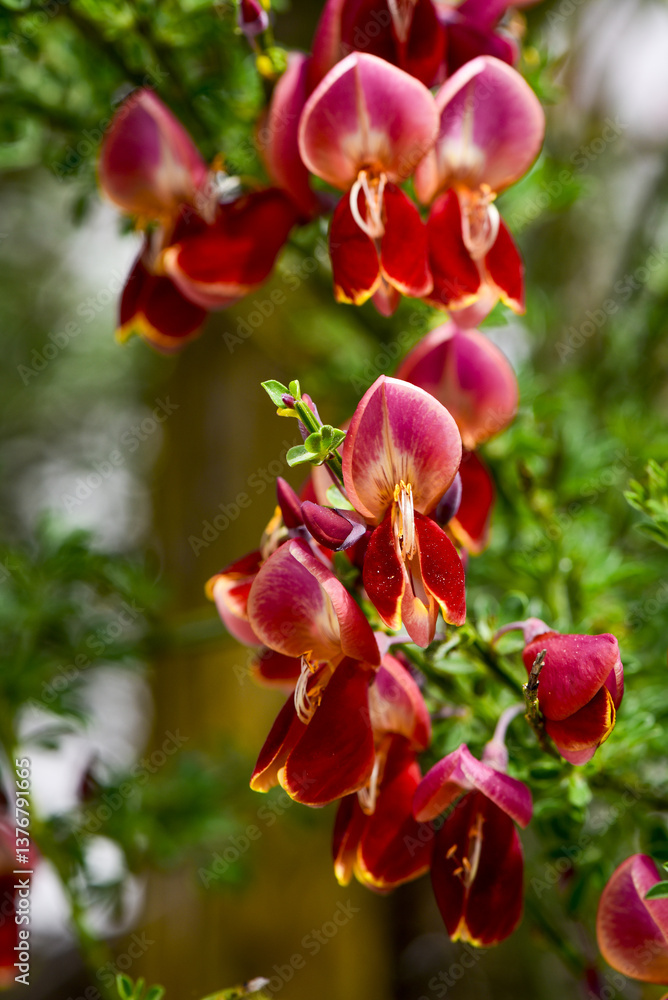 Cytisus scoparius sp., Österreich, NIederösterreich, Südliche
