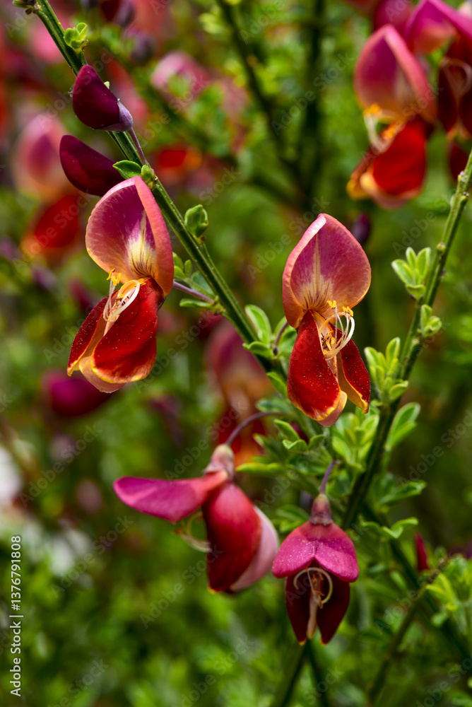Cytisus scoparius sp., Österreich, NIederösterreich, Südliche