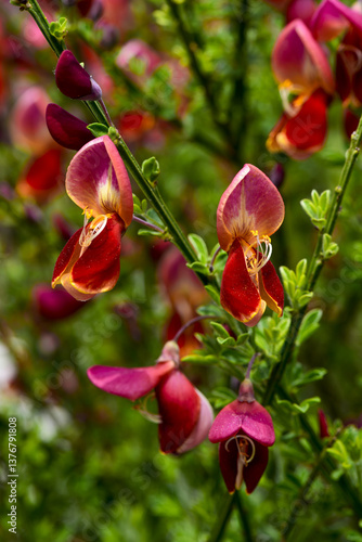 Obraz na płótnie Cytisus scoparius sp., Österreich, NIederösterreich, Südliche w salonie
