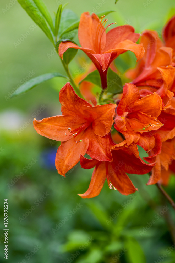 Azalee, Gartenform, Rhododendron, Österreich, NIederösterreich