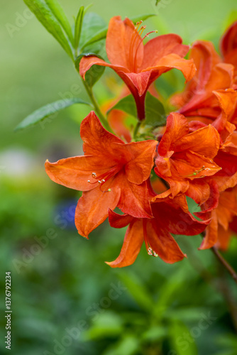 Obraz na płótnie Azalee, Gartenform, Rhododendron, Österreich, NIederösterreich w salonie