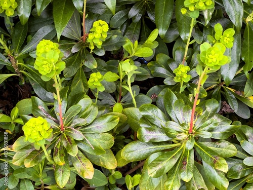 closeup of a  Wood spurge flower
