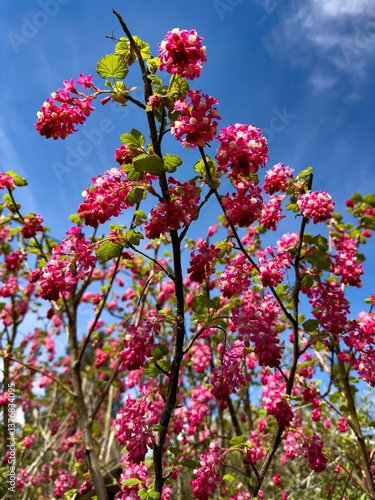 closeup of a red current flower -