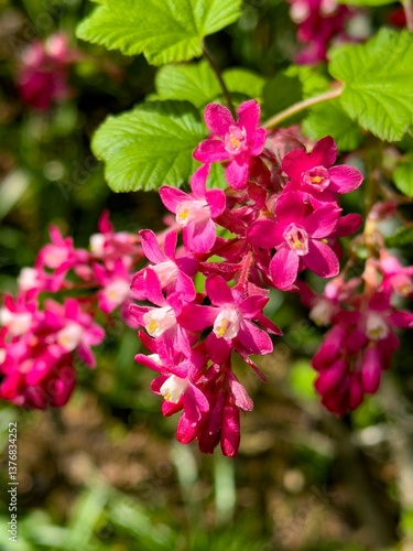closeup of a red current flower -