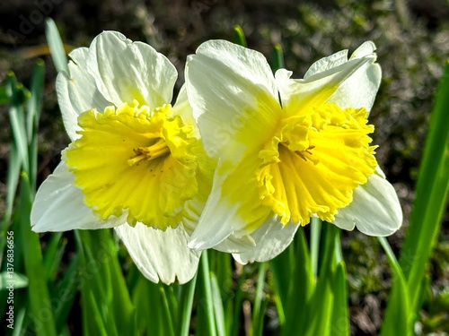 narcissus daffodil flower blooming in the early spring