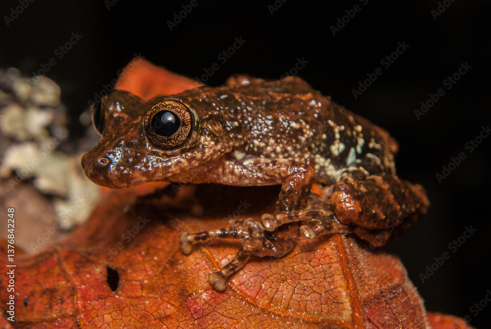 Scinax tripui. Sapos, pererecas e rãs Brasileiras Scinax tripui. Sapos, pererecas e rãs Brasileiras