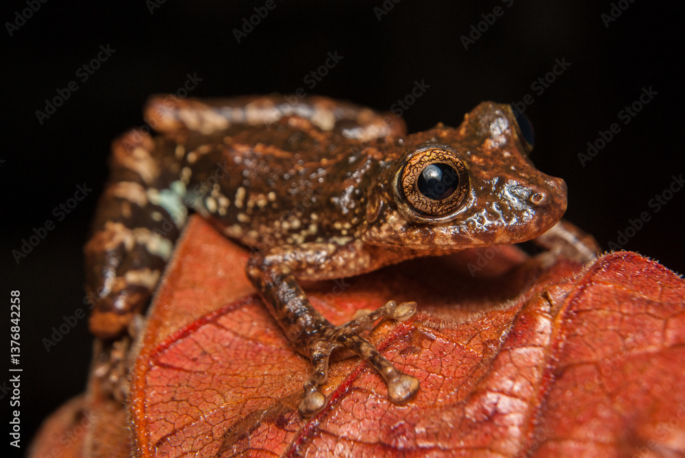 Scinax tripui. Sapos, pererecas e rãs Brasileiras Scinax tripui. Sapos, pererecas e rãs Brasileiras