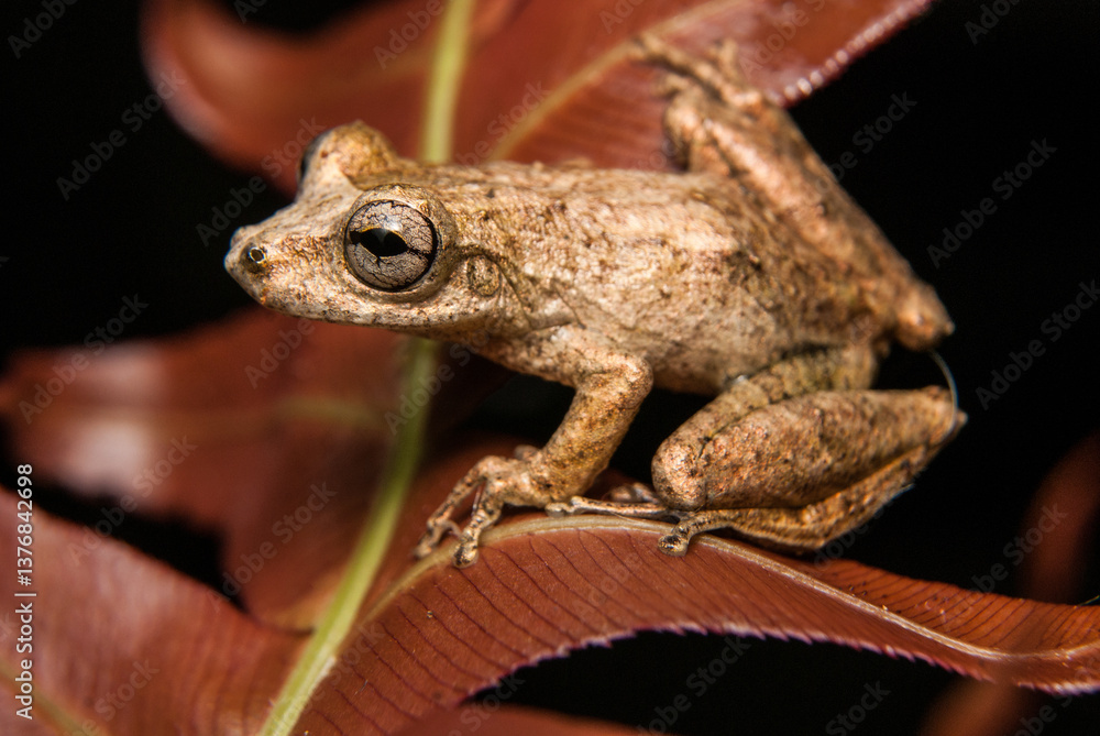 Obraz premium Gênero Scinax. Sapos, pererecas e rãs Brasileiras