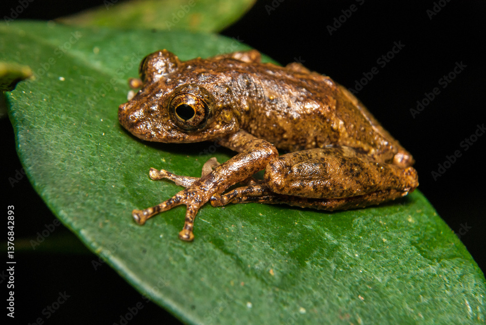 Scinax spp. Sapos, pererecas e rãs Brasileiras Scinax spp. Sapos, pererecas e rãs Brasileiras
