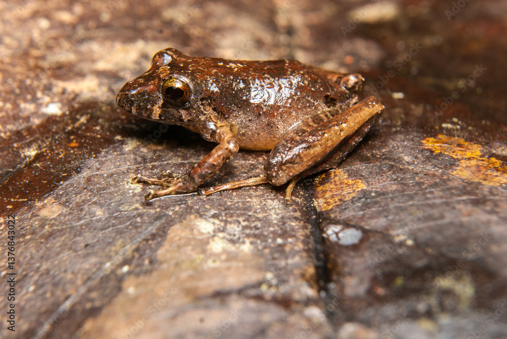 Ischnocnema spp. Sapos, pererecas e rãs Brasileiras Ischnocnema spp. Sapos, pererecas e rãs Brasileiras