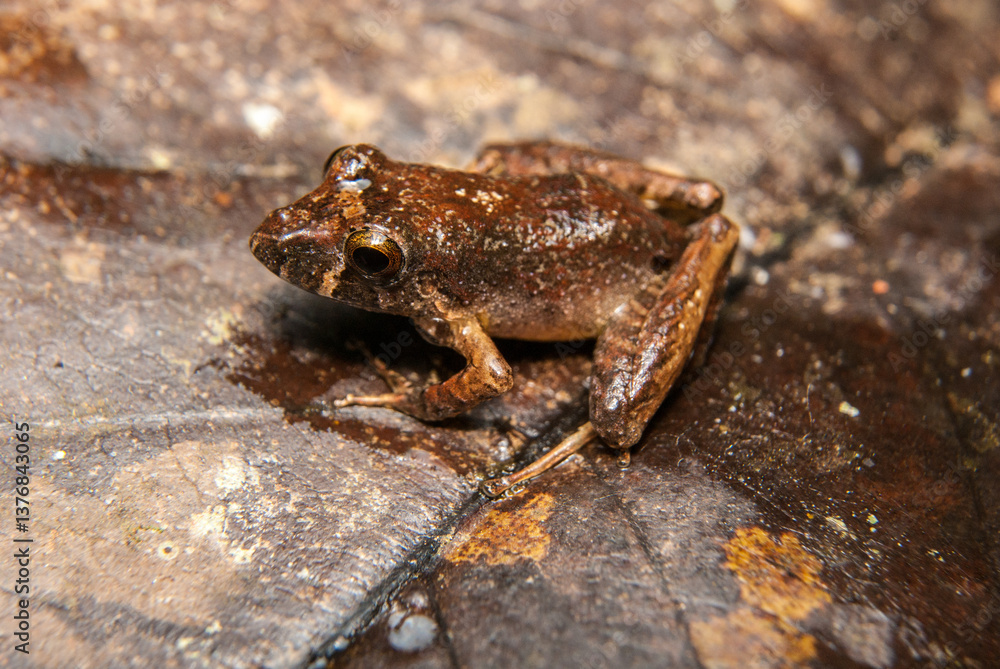 Ischnocnema spp. Sapos, pererecas e rãs Brasileiras Ischnocnema spp. Sapos, pererecas e rãs Brasileiras