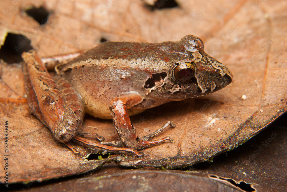 Obraz premium Ischnocnema spp. Sapos, pererecas e rãs Brasileiras