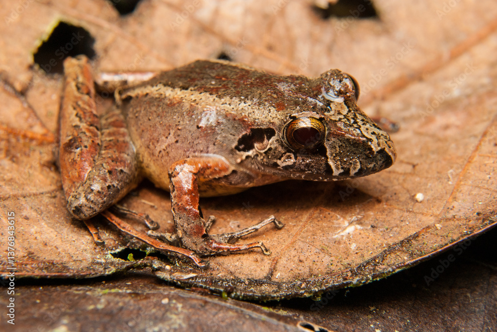Obraz premium Ischnocnema spp. Sapos, pererecas e rãs Brasileiras