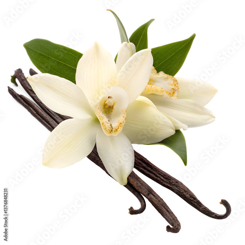 Delicate Vanilla Orchid Blossoms and Pods, Isolated on Black