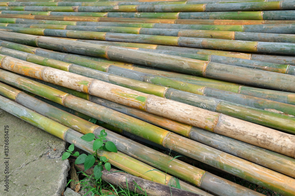 Stacked Bamboo Poles Arranged on Ground with small green plants sprouting nearby, Stacked Bamboo Poles Arranged on Ground with small green plants sprouting nearby,