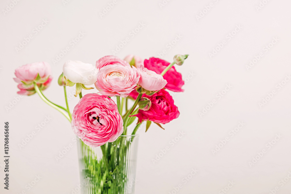 Fototapeta premium Colorful pink ranunculus flowers in a delicate arrangement
