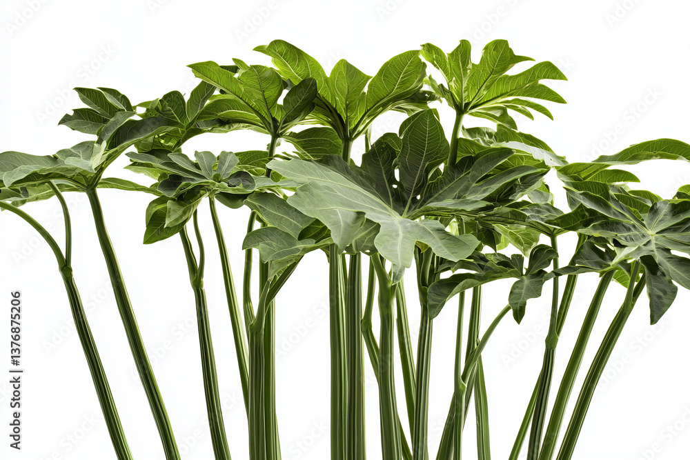 Obraz premium A vibrant arrangement of lush green papaya leaves against a bright background, showcasing their intricate textures and shapes.