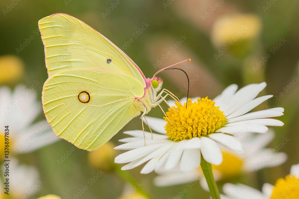 A yellow butterfly is sitting on a white flower A yellow butterfly is sitting on a white flower
