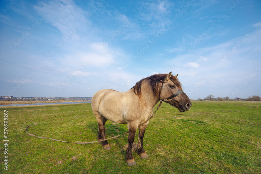 Obraz premium A light beige horse tied to a peg grazes in a green meadow.