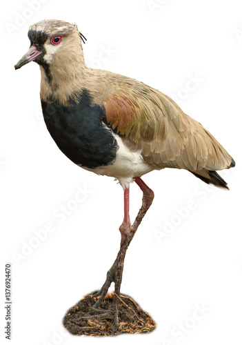 Vanellus chilensis, southern lapwing walking on transparent background.