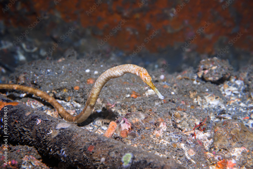 Greater pipefish Greater pipefish