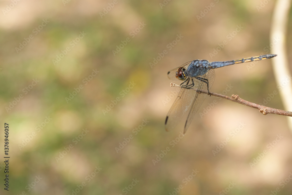 Dragonfly perched on dry leaf Dragonfly perched on dry leaf
