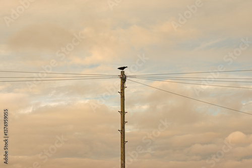 Bird on a telegraph pole