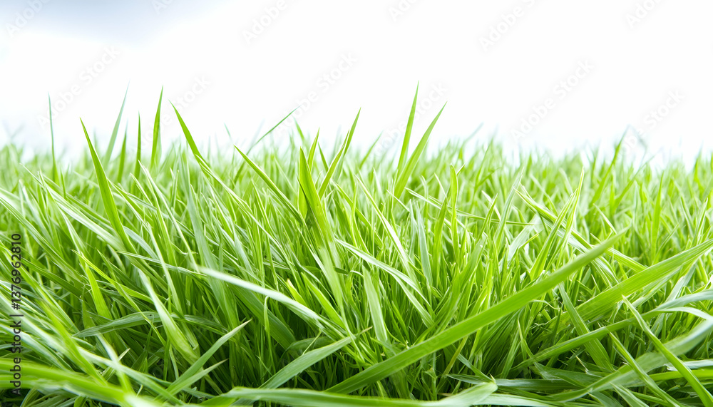 Obraz premium Lush green grass blades against a bright, blurred background AI generative