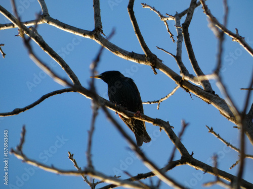 Birds and birds 2024-25