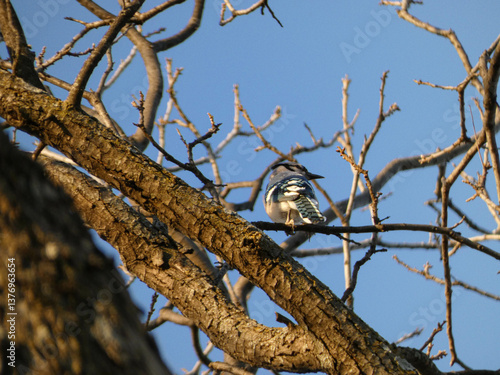 Birds and birds 2024-25
