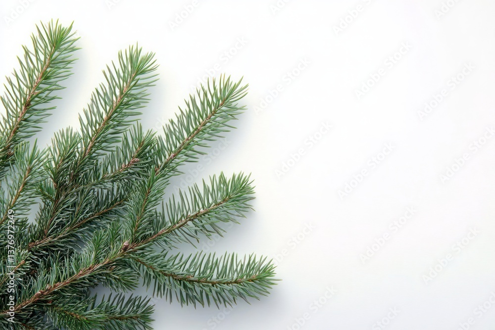 Minimalist Still Life of Green Fir Branches on Pure White Background Minimalist Still Life of Green Fir Branches on Pure White Background